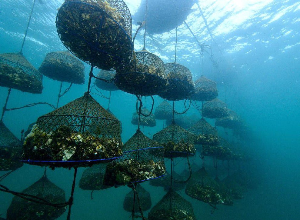 The Sustainability of Pearl Farming: Innovations and Challenges - Absolute Pearl