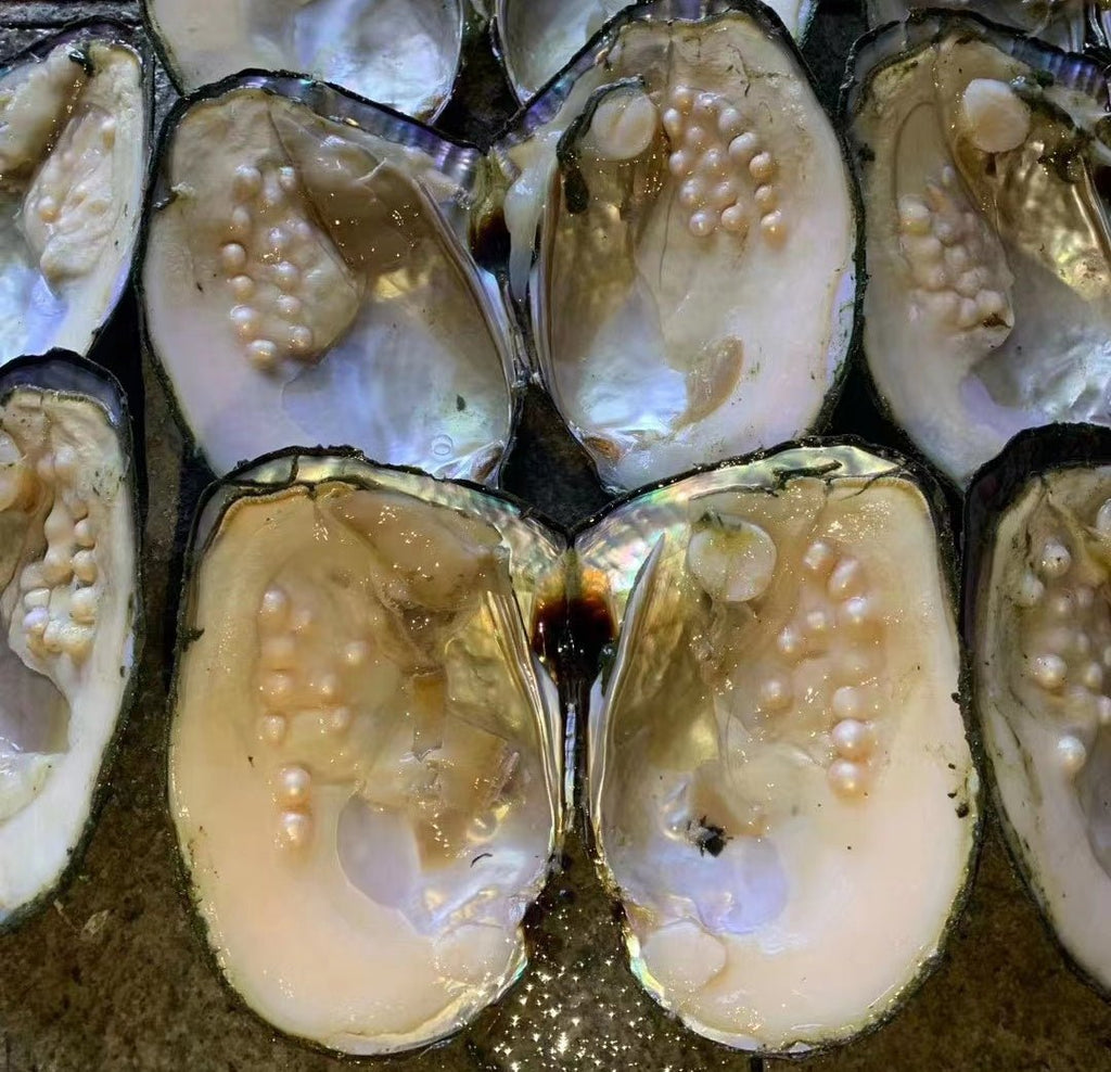 Is Making Pearls Painful for Oysters? - Absolute Pearl
